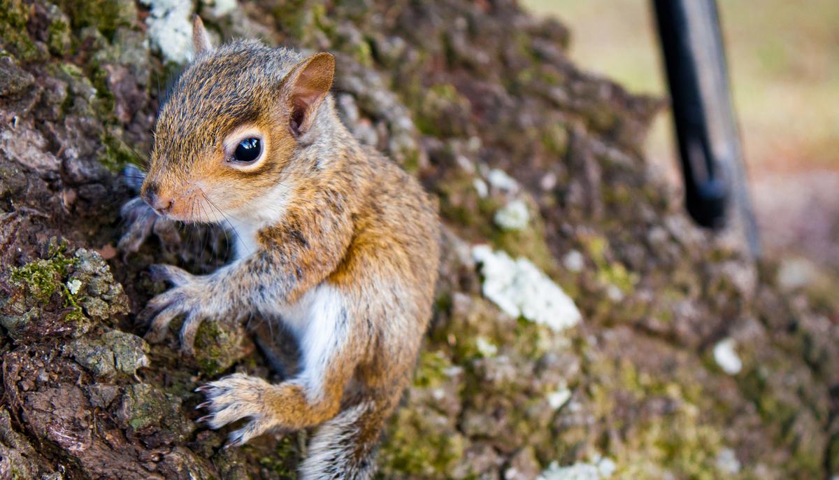 Adorable Squirrel Comes Back to Rescuer’s Home After Human Saves Her