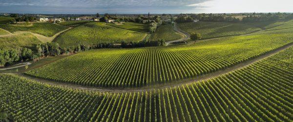 Bordeaux Vineyard at sunrise. (Shutterstock)