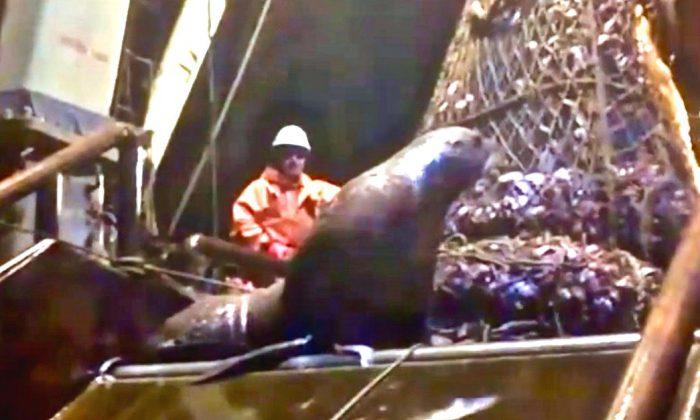 Sea Lion Board Fishing Vessel Unexpectedly!