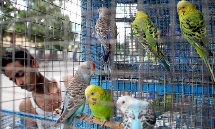Wildlife Officers Rescue 550 Birds Stuffed in Tiny Cages From Illegal Pet Market in India