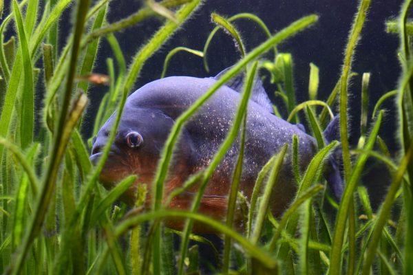 A piranha swims in vegetation. (Pixabay)