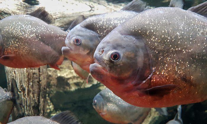 Piranhas Found At English Lake Where Children Paddle, Ducks Have Been Disappearing