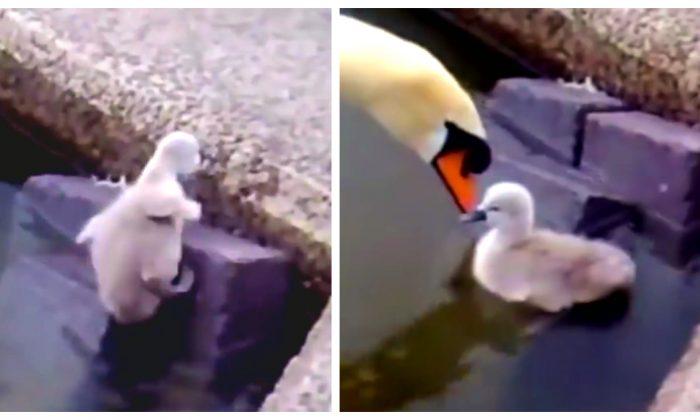 Video: This Daddy Swan Teaches His Child a Lesson in Patience and We Could All Learn From It