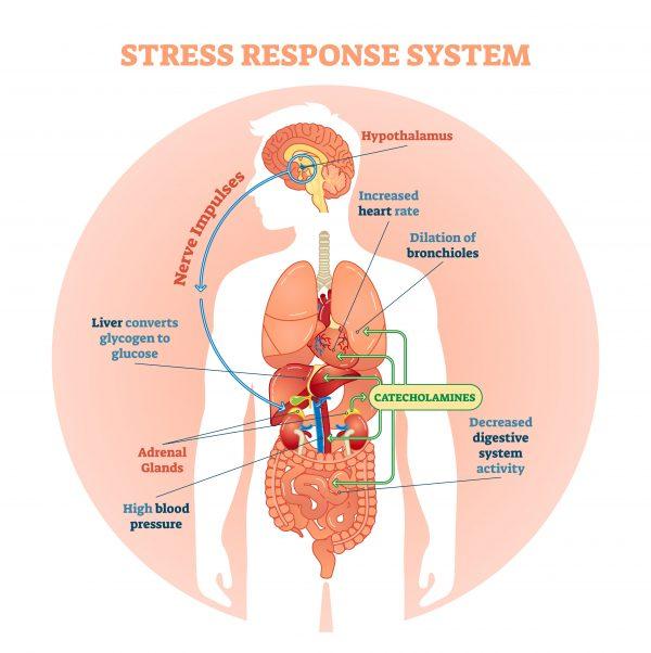 Stress Response System（©Shutterstock | VectorMine)