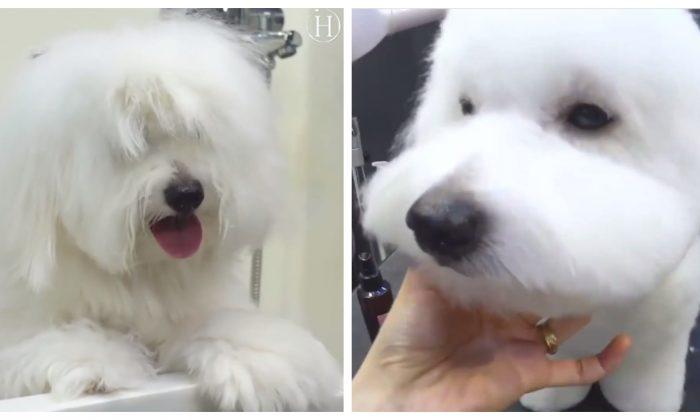Dog Is so Shaggy That It Can’t Even See, but Watch How Groomers Give It a Complete Transformation