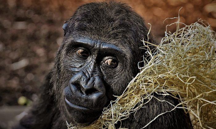 Last of the World’s Critically Endangered Gorillas Pose for Selfies With Anti Poaching Rangers