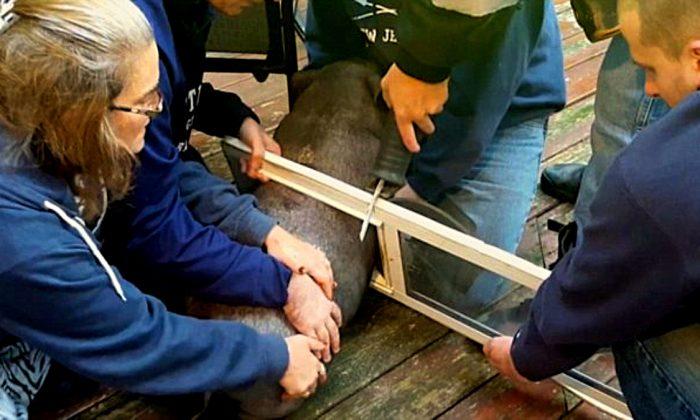 Firefighters Freed Pig Who Got Stuck in a Screen Door Frame After Running Into It