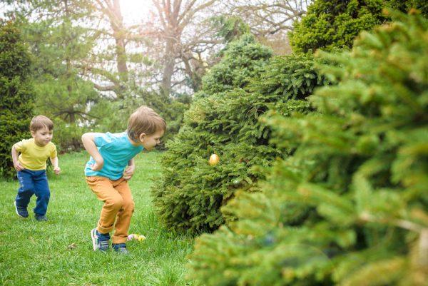 Kids on Easter egg hunt in blooming spring garden. Children searching for colorful eggs in flower meadow. Toddler boy and his brother friend kid boy play outdoors. (Shutterstock)