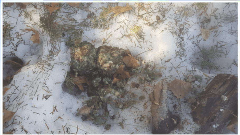 Actual poisoned food sample recovered by WDNR law enforcement at one of the locations of a canine fatality. (Marinette County Sheriff's Office)