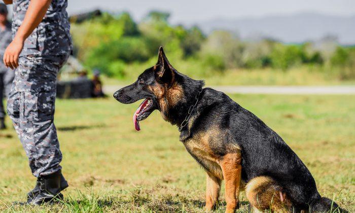 Brave K9 Officer ‘Titan’ Shot by Suspect at Traffic Stop Is on Road to Full Recovery