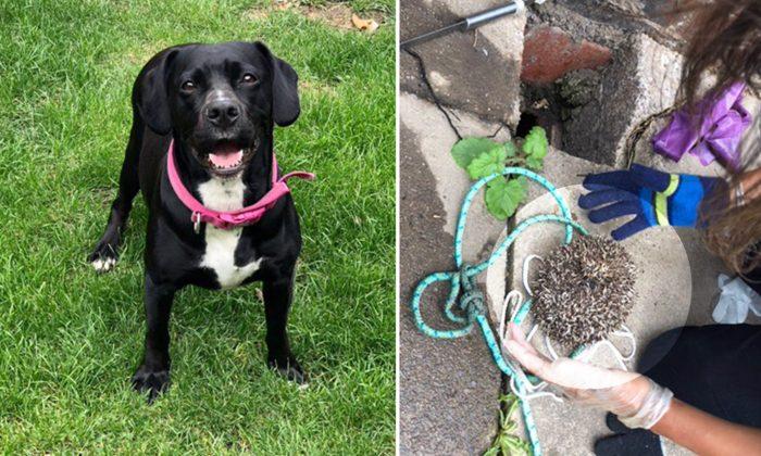 Smart Pup Spots a Prickly Creature Trapped in Drain and Quickly Calls Owner for Help