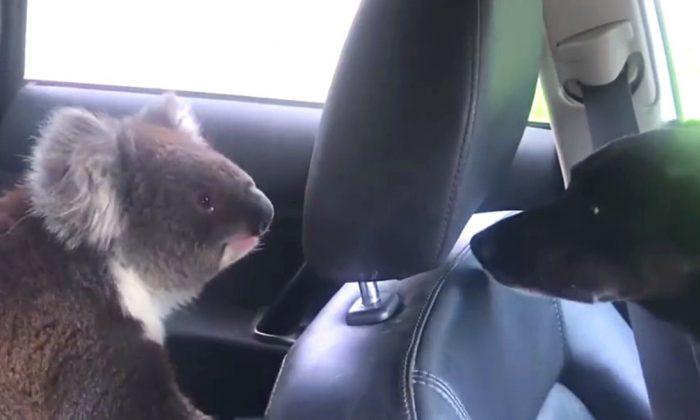 Video: Koala Sneaks Into Car, Enjoys Cool Air Inside and Refuses to Leave