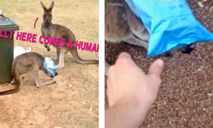 Kangaroo With Head Stuck in Chip Bag Jumps Around Helplessly, but Watch What Man Does