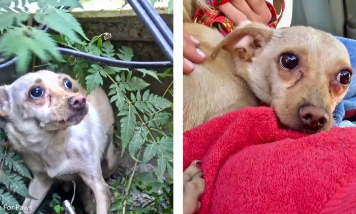 Video: Rescuers Try to Help Abandoned Chihuahua, but She’s Too Scared for Human Contact