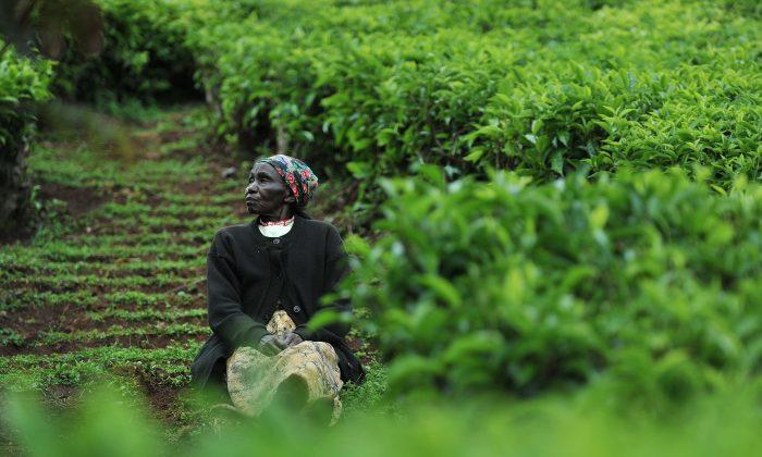 World’s Biggest Black Tea Exporter’s Crop Halved by Drought