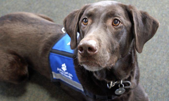 Woman Warns: Don’t Pet Service Dogs