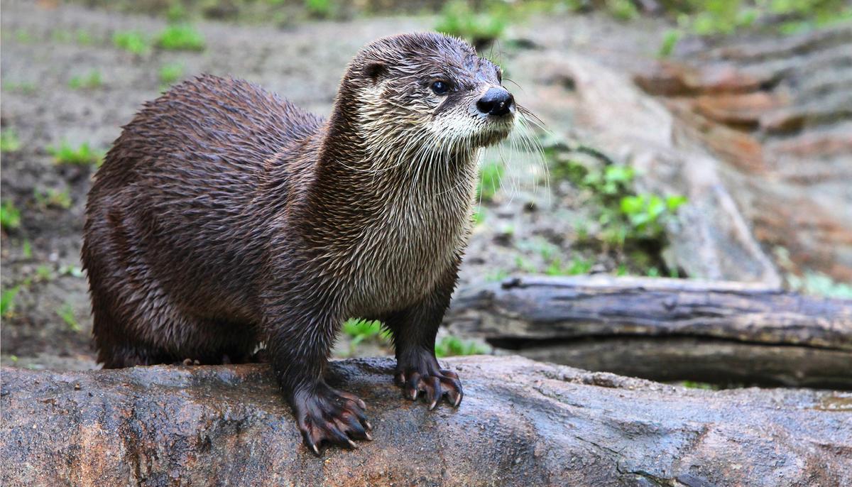 It’s Show Time! Otter Delights Zoo Visitors With Its ‘Professional’ Rock-Juggling Stunt