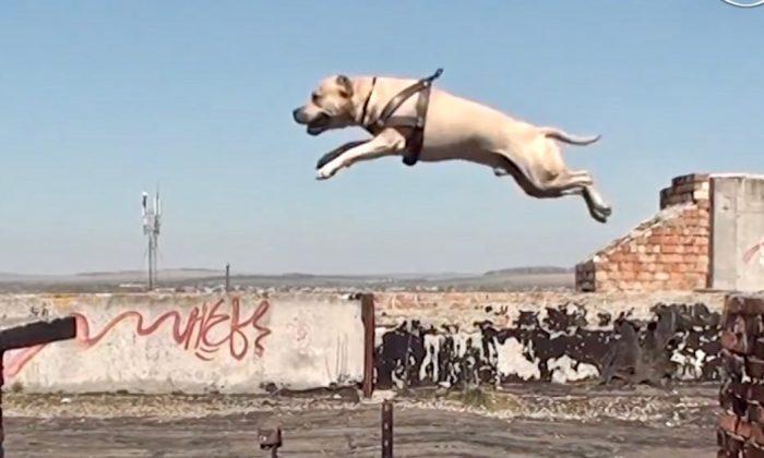 Video: Meet TreT, the Free-Running Dog Who Climbs and Leaps Walls Like a Parkour Pro