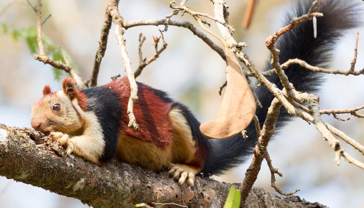 Meet the Most Stylish Squirrels on the Planet—Mind You, They Are Huge!