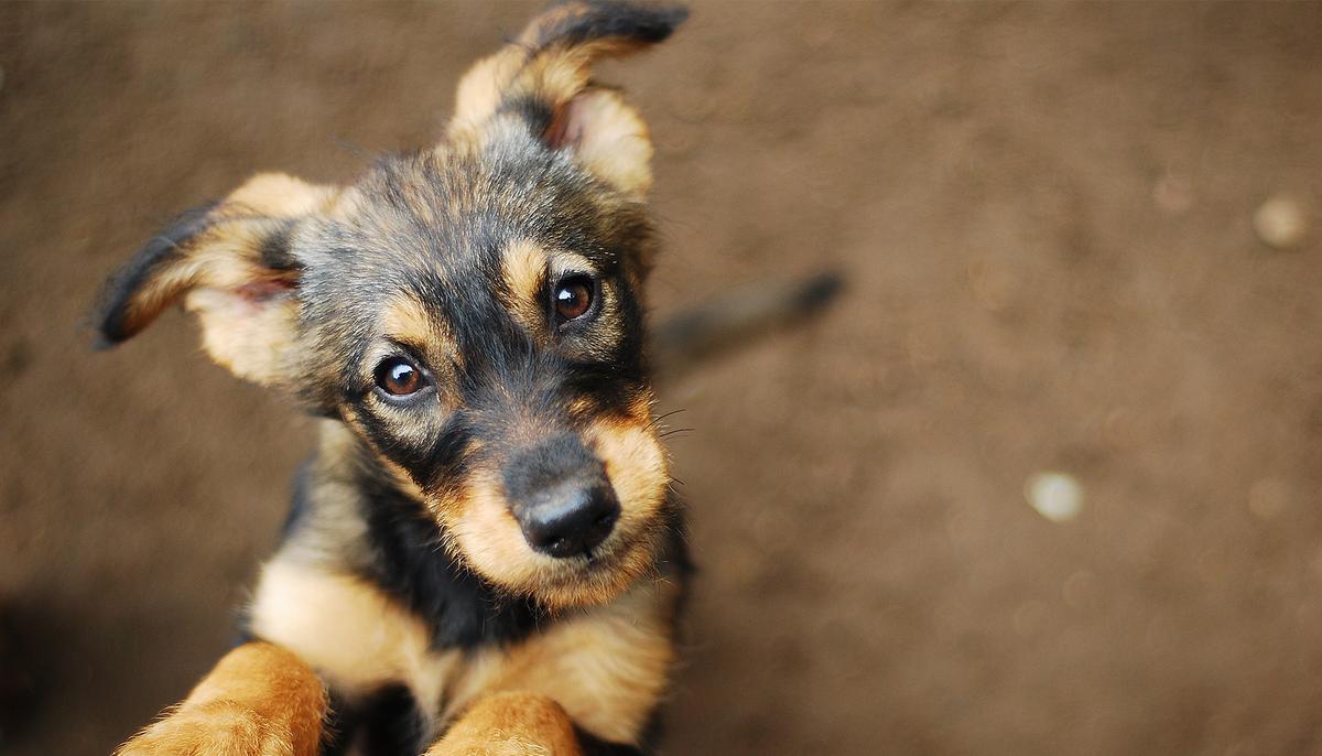 Cops Raid Illegal Pot Farm and Find a ‘Lethargic’ Puppy, End Up Giving Him a Forever Home
