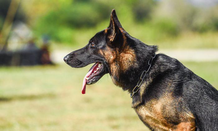 Gang Members Almost Succeed in Murdering a Deputy, Then He Unleashes His K-9