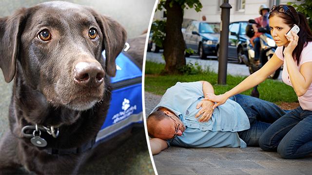 If a Service Dog With No Owner Approaches You, It Means They Need Your Help