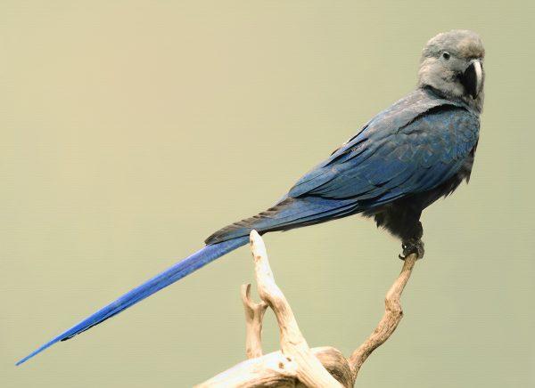 A stuffed spix macaw exhibited at the Nature Museum in Berlin, Germany in November 2014. (CC0)