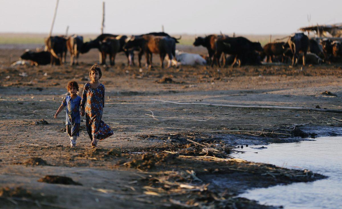 Iraqi Marsh Arab girls walk near buffaloes at the Chebayesh marsh in Dhi Qar province, Iraq April 13, 2019. (Thaier al-Sudani/Reuters)