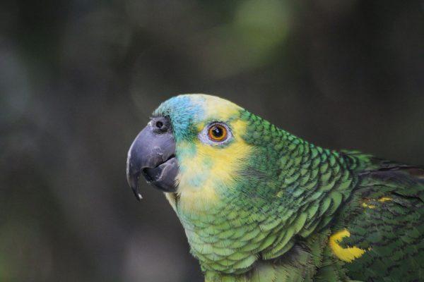 An Amazon parrot stock photo. A similar parrot was seized by police on April 20, 2019 after they discovered it was trained to warn a drug dealer of nearby police. (Pixabay)