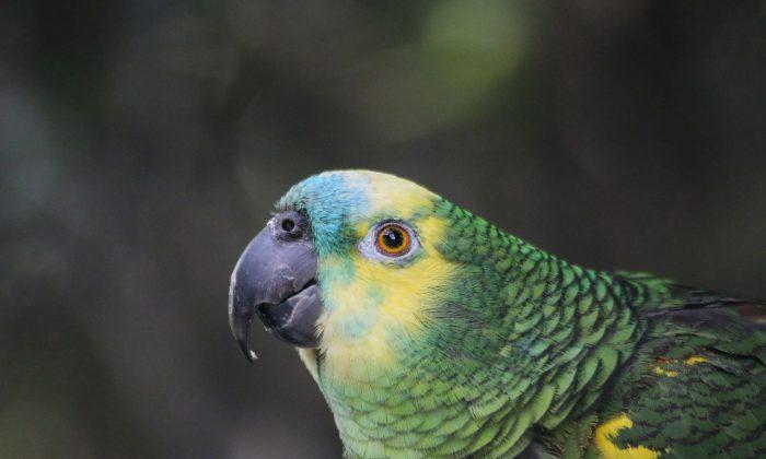 Parrot Trained to Warn Drug Dealers of Police Presence Taken Into Custody