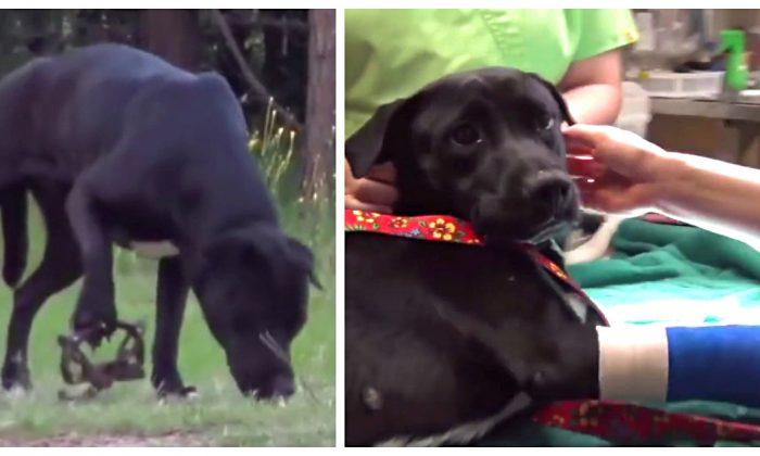 Volunteers Come to the Rescue of a Stray Dog Caught in a Life-Threatening Trap