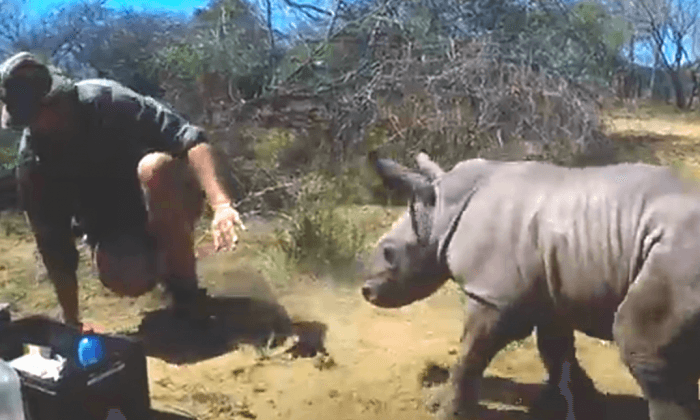 Fearless, Adorable Baby Rhino Tries to Protect Injured Mom