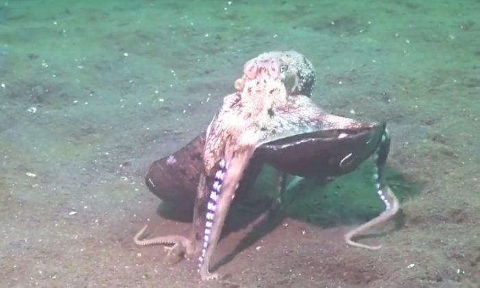 Video: bizarre things this octopus does with coconut shells make scientists drown in laughter