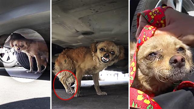 Video: Rescuer Wins the Heart of Terrified Stray Dog With Broken Leg Hiding Under Car