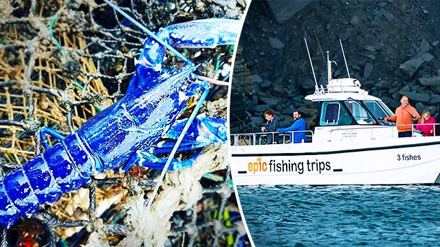 Fisherman Hauls In Stunning Sapphire-Blue Lobster–Said to Be 1 in 2 Million Catch