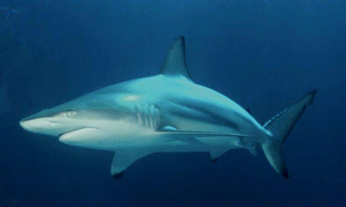 Video Shows 1,000 Blacktip Sharks Off Coast