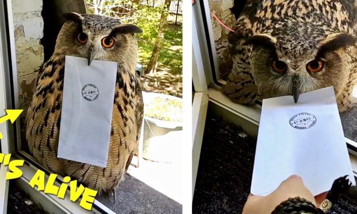 Owl With Attitude Won’t Give Owner Her Mail -- Watch What Happens in the End