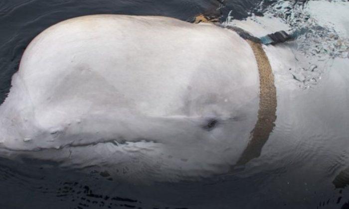 Beluga Whale Found With Russian Harness Alarms Norwegian Military