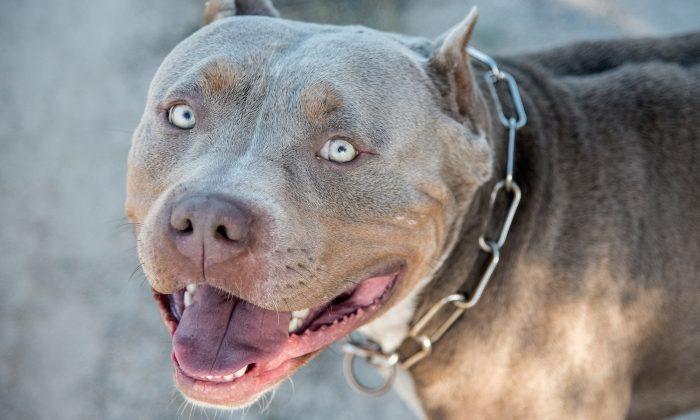 Parents Can’t Make Baby With Bad Flu Feel Better, Then Rescued Pitbull Enters