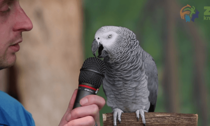 Video: Einstein the Talking Parrot Loves to Show Off Impressive ‘Language’ Skills
