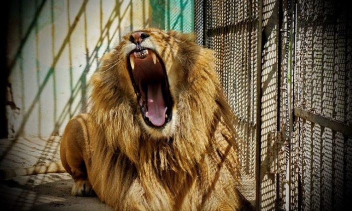 54 Lions Slaughtered in 2 Days: Investigators Expose Horrific Farms Where Lions and Tigers are Bred and Killed