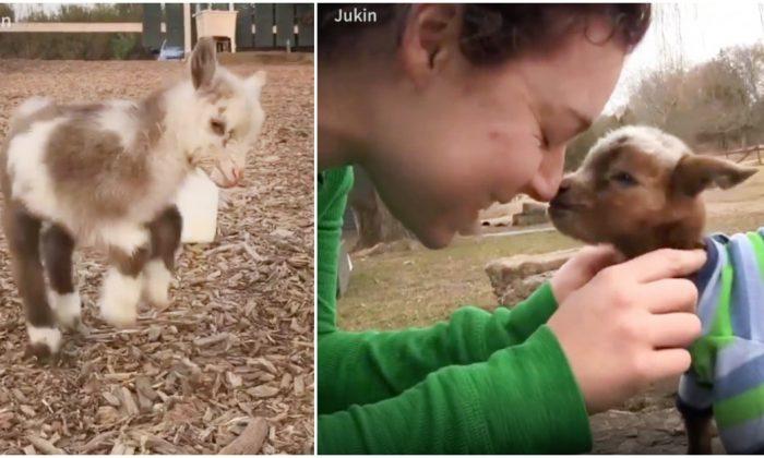 Video: These Baby Goats Are so Cute They Break the Internet