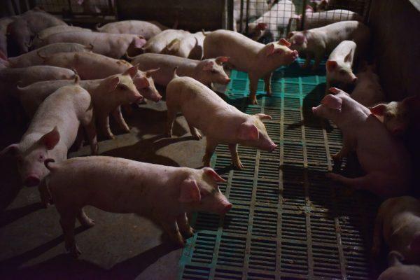 This photo taken on August 10, 2018 shows piglets standing in a pen at a pig farm in Yiyang county, in China's central Henan province. (Greg Baker/AFP/Getty Images)