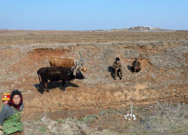 Farmers take a rest with their oxen on a collective farm in South Phyongan Province, North Korea in April 2011. (AFP/Getty Images)