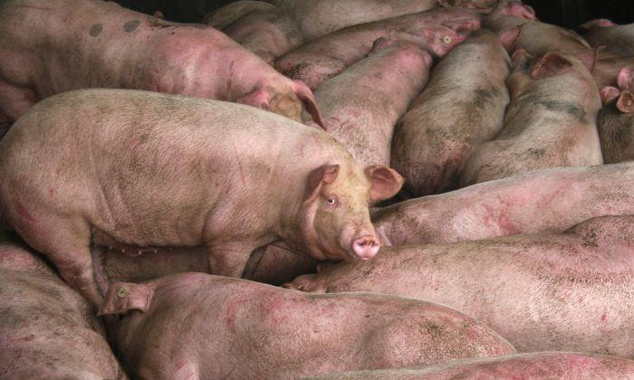 Chinese Detained After Suggesting Dead Pigs in Video Died From African Swine Fever