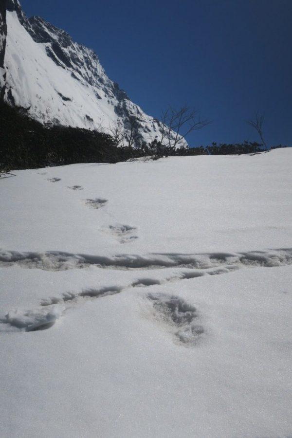 Footprints in the snow of the Makalu national park, which the Indian army says could be those of a Yeti. (Indian Army)