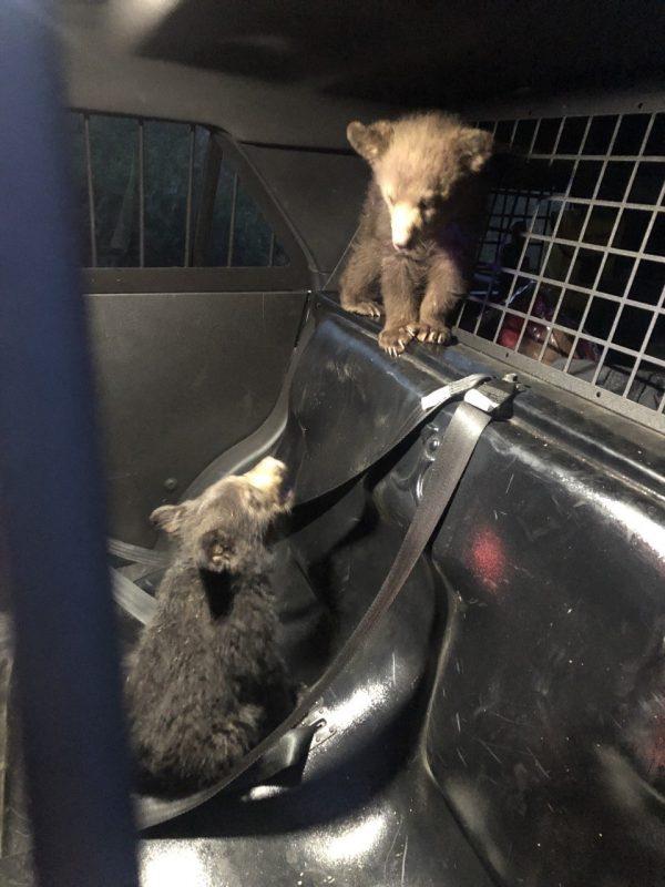 Bear cubs in a trooper's patrol car after being rescued from the site of a car crash that killed their mother in Arizona on April 26, 2019. (Arizona Department of Public Safety)