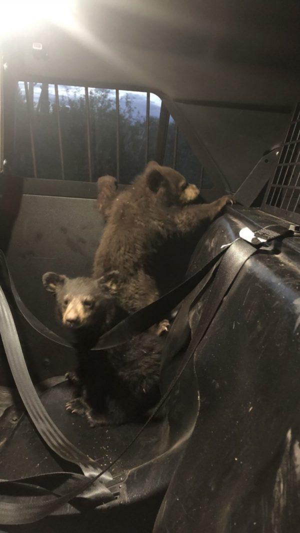 Bear cubs in a trooper's patrol car after being rescued from the site of a car crash that killed their mother in Arizona on April 26, 2019. (Arizona Department of Public Safety)