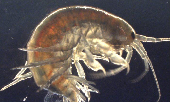 Scientists Find Cocaine in Shrimps in UK Rivers