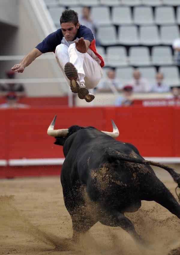 A "recortador" jumps over a bull during a bullfight show at the Plaza Monumental bullring in Barcelona, on Sept. 25, 2009. (Lluis GeneAFP/Getty Images)